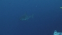 REQUIN BLANC, PLONGEUR
