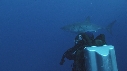 REQUIN BLANC, PLONGEUR