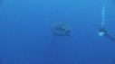 REQUIN BLANC, PLONGEUR