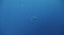 REQUIN BLANC, CAGE