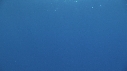 REQUIN MAKO