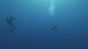REQUIN BLANC, PLONGEUR