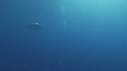 REQUIN BLANC, PLONGEUR