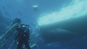 REQUIN BLANC, CAGE