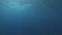 REQUIN BLANC