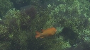 GARIBALDI, ALGUES