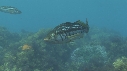 DAUPHINS, CAVALERIE