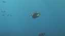DAUPHINS, CAVALERIE