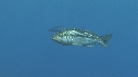 DAUPHINS, CAVALERIE