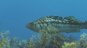 DAUPHINS, CAVALERIE