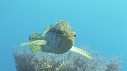 DAUPHINS, CAVALERIE