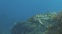 DAUPHINS, CAVALERIE