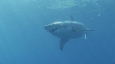 REQUIN BLANC