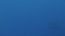 REQUIN BLANC