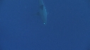 REQUIN BLANC