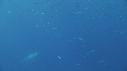 REQUIN BLANC, POISSONS