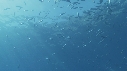 REQUIN BLANC, PLONGEUR, POISSONS