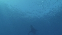 REQUIN BLANC, CAGE, POISSONS