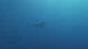 REQUIN BLANC, CAGE, POISSONS