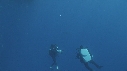 REQUIN BLANC, PLONGEUR