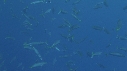 CHINCHARD