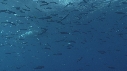 REQUIN BLANC, POISSONS