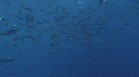 REQUIN BLANC, POISSONS