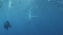 REQUIN BLANC, PLONGEUR, CAGE