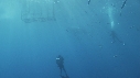 REQUIN BLANC, POISSONS