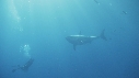 REQUIN BLANC, PLONGEUR