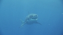 REQUIN BLANC, PLONGEUR