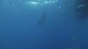 REQUIN BLANC, PLONGEUR