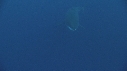 REQUIN BLANC