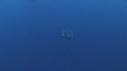 REQUIN BLANC, PLONGEUR