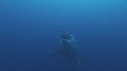 REQUIN BLANC, CAGE