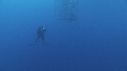 REQUIN BLANC, PLONGEUR