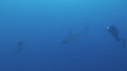 REQUIN BLANC, PLONGEUR