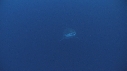 REQUIN BLANC
