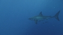 REQUIN BLANC, POISSONS