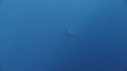REQUIN BLANC