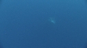 REQUIN BLANC