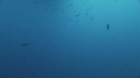 REQUIN BLANC, POISSONS