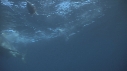 REQUIN BLANC