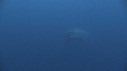 REQUIN BLANC