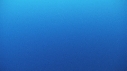 REQUIN BLANC