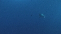 REQUIN BLANC, PLONGEUR