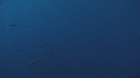 PLONGEURS, CAGE, REQUIN BLANC