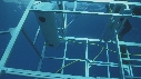 PLONGEURS, CAGE, REQUIN BLANC