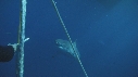 PLONGEURS, CAGE, REQUIN BLANC