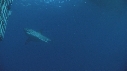 PLONGEURS, REQUIN BLANC